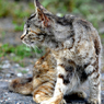 我路の猫は焼きズリ色の模様ができるようだ