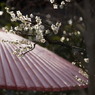 雨時々梅の花びら