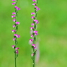 ネジ花