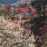 梅の里6