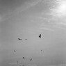 fly freely