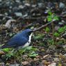 青い鳥
