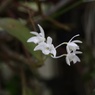 シンビジューム？＠横浜こども植物園