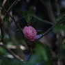 八重？千重？ツバキ
