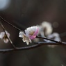 変わった色味の梅（柳川絞）