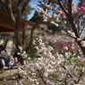 春の歓び