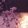 夕暮れ時の桜