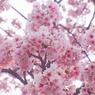 桜の約束