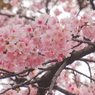 Cherry Blossom