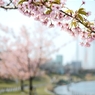 河津桜