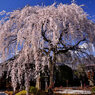 本満寺しだれ桜