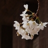 早春 松山 桜