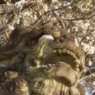 東門の獅子　北野天満宮