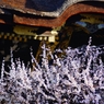 北野天満宮　本殿正門と梅