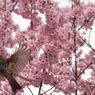 桜の中で