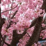 桜（品種不明）
