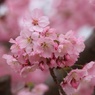 桜（品種不明）