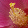 花粉①