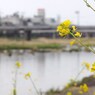 飛び石のある風景