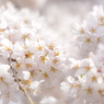 光の桜