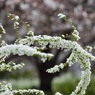 雪柳