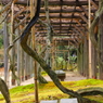 岡山、後楽園