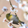 春のかほりに