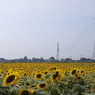 R0011539r