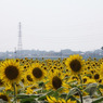 R0011534r