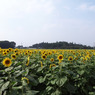 R0011571r