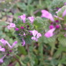 2013 3 17 070