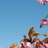 桜と