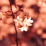 桜色