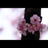 桜三昧15　「陽光桜」2
