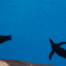 ペンギン