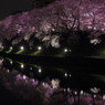 満開桜　千鳥が淵