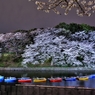 千鳥ヶ淵の夜桜　２
