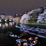 千鳥ヶ淵の夜桜　３