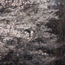 せせらぎ公園の桜