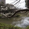 茅ヶ崎公園のサクラ