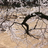 小田原城公園の曲輪の庭園跡と桜