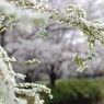 ユキヤナギ