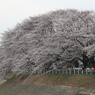 境川沿い