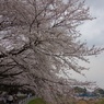 境川沿い
