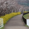 春の境川CR