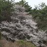 桜＠こども自然公園