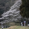 桜＠こども自然公園