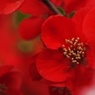 春・・・らしからぬ色？・・