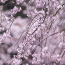 桜色の風