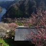 梅の里
